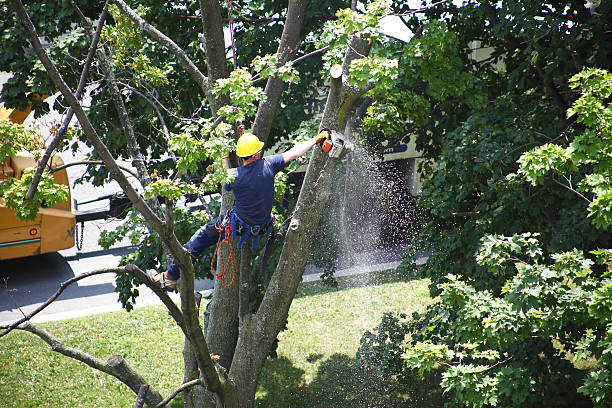 Hines, OR Tree Services Company